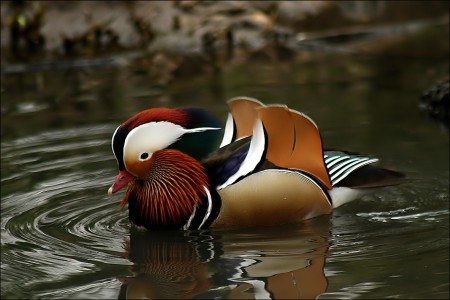 káčer kačičky mandarínskej kačička menšieho vzrastu velmy nádherná kačička.kačička tohto druhu nesie 5-14vajec